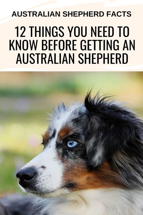 Aussie Shepherd Puppy, Australian Shepherd Training, American Shepherd, Shepherd Dog Breeds, Aussie Shepherd, Australian Shepherd Puppy, Aussie Puppies, Australian Shepherd Puppies, Aussie Dogs