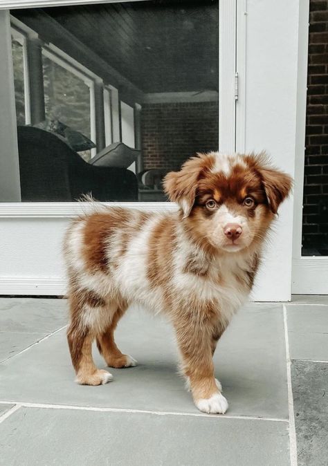 Toy Australian Shepherd Full Grown Teacup Australian Shepherd, Aussie Shepherd Puppy, Dog Photoshoot Pet Photography, Miniature Australian Shepherd Puppies, Toy Australian Shepherd, Smartest Dog Breeds, Preppy Dog, Cute Dogs Images, Aussie Puppies