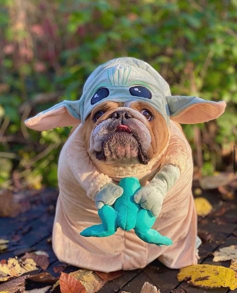 #baby_yoda_bulldog #bulldog #bulldog_puppy #bulldog_puppys #english_bulldog #french_bulldog #bulldog #bulldog_price #bulldog_game #bulldog_for_sale #bulldog_gin Cute Bulldog Puppies, Bulldog Pics, Cute Bulldogs, Cute Animals Puppies, Pretty Rose, Very Cute Dogs, Funny Animal Photos, Silly Cats Pictures, English Bulldog Puppy