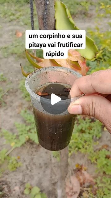 Como Plantar Pitaya, Audio, Plants