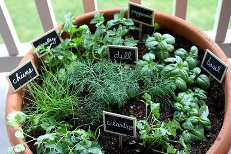 Herbs That Can Be Planted Together - Plant Instructions Healthy Harvest, Pot Gantung, Herb Garden Pots, Container Herb Garden, Types Of Herbs, Vertical Herb Garden, Indoor Herb Garden, Herb Pots, Herbs Indoors