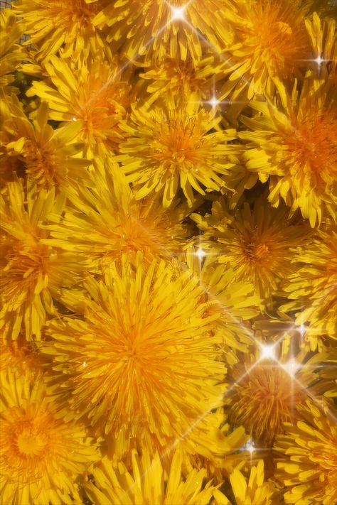 Yellow Aesthetic Pastel, Yellow Petals, Dandelion Yellow, Three Primary Colors, Yellow Butterfly, Bright Spring, Gold Background, Yellow Aesthetic, Yellow Lace