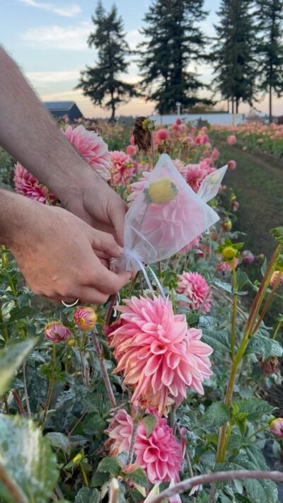 Exactly What You Need for Cut Flower Gardening Success - Triple Wren Farms Dahlia Varieties, Saving Seeds, Flower Farms, Growing Cut Flowers, Cut Flower Farm, Dahlia Tubers, Succession Planting, Container Gardening Flowers, Flower Business