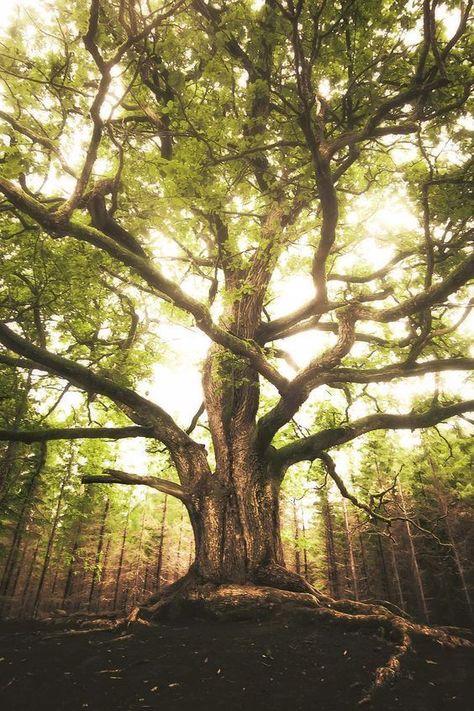 Book Cover Background, Oak Forest, Tree Spirit, Fish Wallpaper, Magic Aesthetic, Ancient Tree, Unique Trees, Tall Trees, Nature Tree