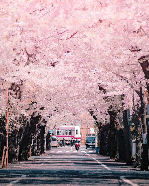 Spring In Japan, Japan Cherry Blossom, Japan Sakura, Japanese Temple, Japanese Sakura, Beginning Of Spring, Japan Street, Cherry Blossom Season, Sakura Tree