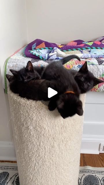 Lisa on Instagram: "Walking through the cuddle puddle as a means to get to me ❤️" Walking, Black, Black Cats, Instagram, Cuddle Puddle, April 21, Black Cat, Kitty, On Instagram