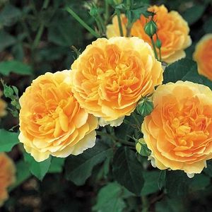 Rosa Molyneux David Austin Rose, Long Blooming Perennials, Austin Rose, Types Of Roses, Shrub Roses, Rose Trees, Rose Fragrance, David Austin Roses, David Austin