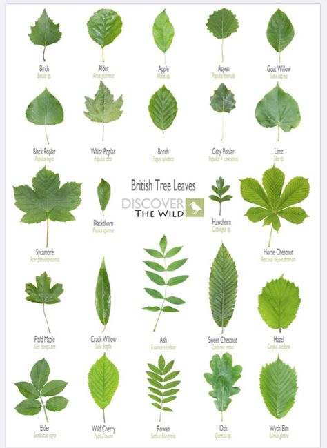 Claudia de Yong on Twitter: "Great charts for tree recognition-especially for those of us whose memory is somewhat lacking at times 🤦‍♀️ @GdnMediaGuild #trees #charts #leaf #buds #horticulture #tree #grow #leaves #gardening #garden… https://t.co/WOyIx2gJiG" Tree Types Chart, Leaf Identification Chart, Plant Leaf Identification, Tree Leaf Identification, Different Types Of Leaves, Leaf Types, Identifying Trees, Types Of Leaves, Tree Types