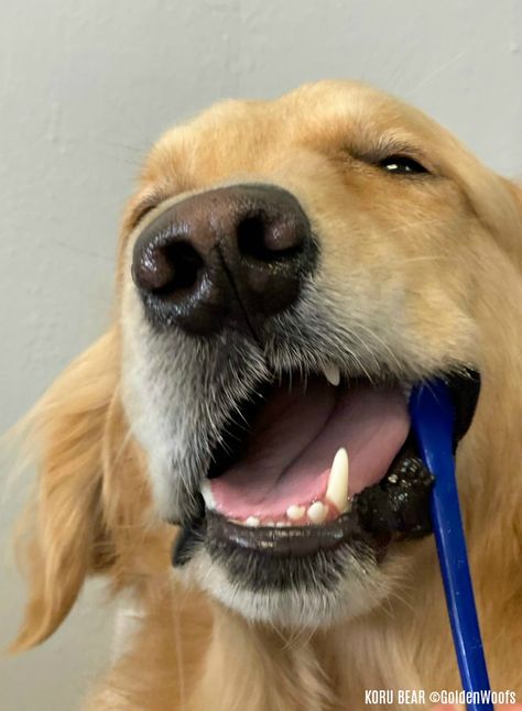 Brushing Dogs Teeth, Bad Dog Breath, Dog Toothpaste, Dog Brush, Golden Labs, Dog Breath, Dog Dental Care, Dog Dental, Dog Happy