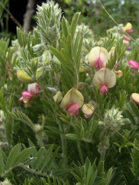 Goat's Rue - Tephrosia virginiana Cissus Rotundifolia, Staphysagria Homeopathy, Goats Rue, Claytonia Virginica, Althaea Officinalis, Plant Identification, Survival Prepping, Herbal Medicine, Back Garden