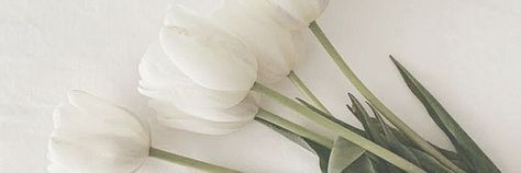 White Aesthetic Horizontal, Light White Aesthetic, Widget Wide, White Aesthetic Widget, Notion Banner, Aesthetic Horizontal, Banner Flower, Aesthetic Widget, Light Aesthetic