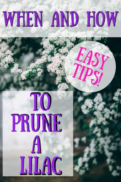 how to prune a lilac. #lilaccare #howtoprunelilac #lilacbush #lilactree #rightwaytoprunelilac #lilactips #gardening #lilacflowers #cutlilac #deadheadlilac #whentoprunelilac #californialilac #dwarflilac #lilacnotblooming How To Prune Lilac Trees, Pruning Lilac Trees, Arm Excersises, Lilac Decorations, Pruning Bushes, Prune Lilac Bush, Lilac Pruning, Azaleas Landscaping, Hillside Gardening