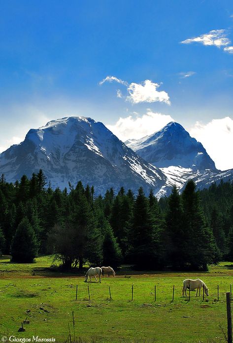 Giona mountain, Fokida Prefecture, central Greece Greece Mountains, Greek Flowers, Carpathian Mountains, Forest Mountain, Tree Forest, Flowering Trees, Mount Rainier, Homework, Greece