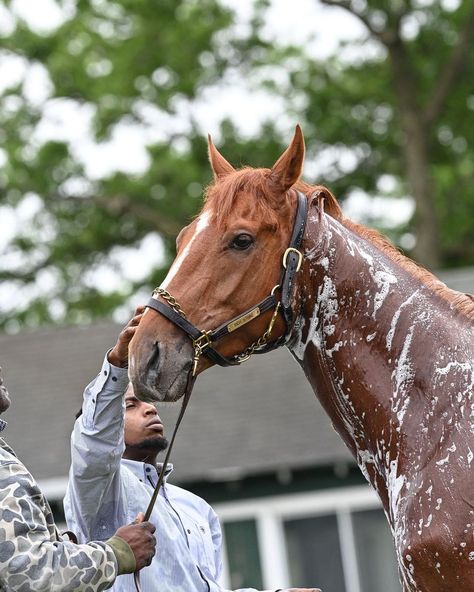 Belmont Stakes on Instagram: “Hiiii Rich Strike 👋😍 the @kentuckyderby winner arrived just around 1am to settle in to his new home until the Belmont Stakes and had a…” Belmont Stakes, Thoroughbred, New Home, New Homes, Horses, Animals, On Instagram, Instagram