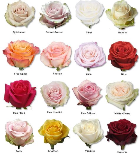 Flowering Plants, Best Rose, Flower Varieties, Rose Varieties, Flower Colors, Flower Plants, Flower Meanings, Flower Names, Best Of The Best