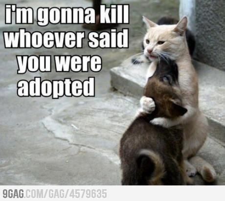 I'm gonna kill whoever said you were adopted Dogs Hugging, Funny Cats And Dogs, Cane Corso, Funny Animal Memes, Sphynx, Funny Animal Pictures, 귀여운 동물, Animal Memes, Crazy Cats