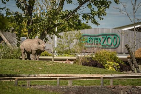 Chester Zoo, Market Garden, Historical Background, Tropical Houses, Old World Charm, Holiday Destinations, My Happy Place, Chester, How To Be Outgoing