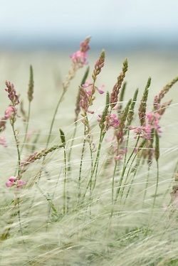 Jolie Photo, The Meadows, The Grass, Love Flowers, Nature Beauty, Pretty Flowers, Beautiful World, Mother Nature, Flower Power