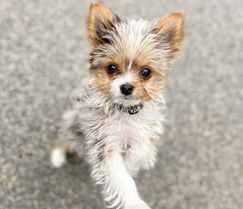 Cutest 12 Yorkie Mixes 4 Yorkie Mixed Breeds, Papillion Puppies, Yorkie Chihuahua Mix, Maltese Yorkie Mix, Yorkie Poo Puppies, Chihuahua Mix Puppies, Mixed Dog Breeds, Pug Breed, Yorkie Poodle