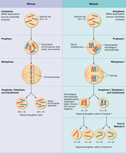 Cell Division by TechHydra Biology Cell, Cellular Biology, Neet Notes, Human Tissue, 8th Grade Science, Cell Division, Cool Science Facts, Cell Structure, Medical School Essentials