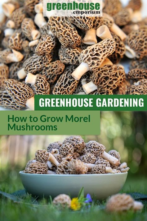 How To Grow Morel Mushrooms, Growing Morel Mushrooms, Grow Mushrooms, Growing Mushrooms At Home, Morel Mushrooms, Mushroom Growing, Mushroom Cultivation, Garden Mushrooms, Morel Mushroom