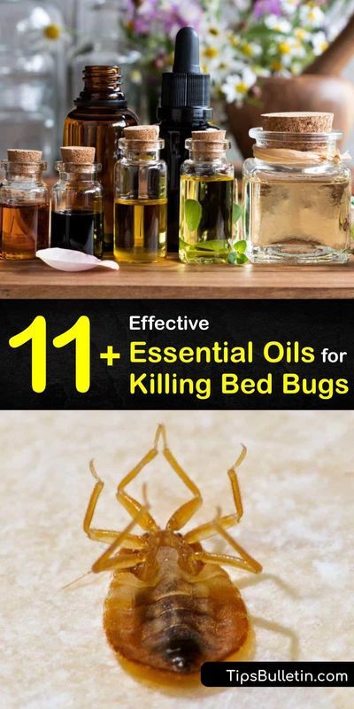 Smell pleasant oils like lemongrass, eucalyptus, and peppermint oil and learn how to use them as a repellent to fight a bed bug infestation instead of calling pest control. These oils work to… More Bed Bug Repellent Essential Oils, Essential Oil Bed Bug Spray, Peppermint Oil Uses Pest Control, Killing Bed Bugs, Bed Bugs Essential Oils, Antifungal Essential Oil, Essential Oil Bug Repellent, Bug Infestation, Bed Bug Spray