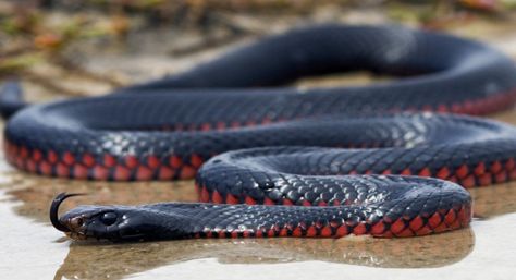 Black Mamba Snake Wallpaper | Black Mamba HD Images #mamba#snake Red Belly Black Snake, Adder Snake, Black Mamba Snake, Mamba Snake, Venomous Snake, Snake Wallpaper, Largest Snake, Rabbit Cages, Snake Venom