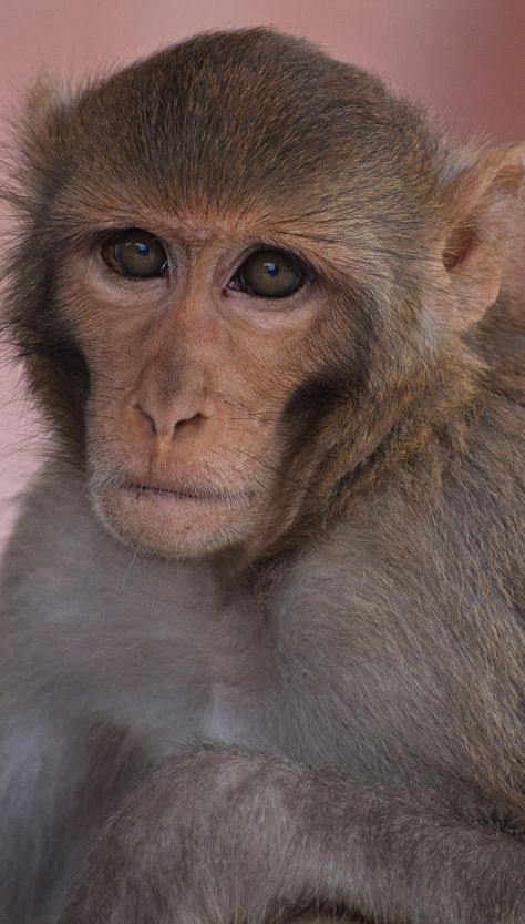 Portrait face of a monkey. #Animals #Face #Monkey Monkey Pic, Gamine Essence, Indian Monkey, Monkey Photography, Animals Portrait, Portrait Face, Portraits Art, Monkey Face, Funny Phone