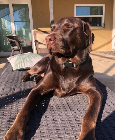 Old Chocolate Lab, Chocolate Labrador Aesthetic, Chocolate Labs Puppy, Chocolate Lab Aesthetic, Bergman Brothers, Chloe Liese, Labrador Retriever Chocolate, Chocolate Lab Puppy, Labrador Puppy Chocolate