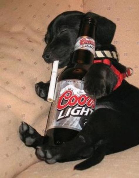 How Bad Is Alcohol For Dogs? What Should I Do If My Dog Accidentally Drinks Some?