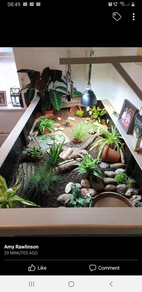 Tortoise Water Bowl, Horsefield Tortoise Enclosure Indoor, Tortoise Terrarium Indoor, Baby Tortoise Habitat Indoor, Indoor Tortoise Enclosure Ideas, Tortoise Indoor Enclosure, Sulcata Tortoise Habitat Indoor, Diy Tortoise Habitat Indoor, Indoor Tortoise Enclosure