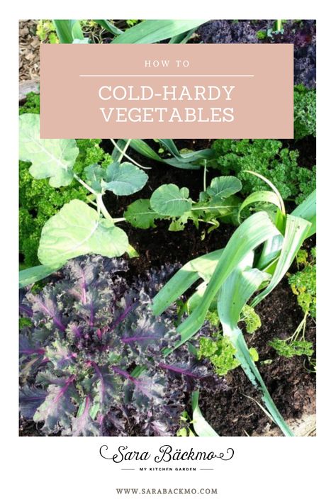 Cold-Hardy Vegetable Bed. Learn more about fall and winter gardening here. Growing vegetables in winter – A beginner's guide Winter Gardening, Vegetable Bed, Growing Veggies, High Altitude, Kitchen Garden, Growing Vegetables, Winter Garden, Beginners Guide, My Favorites