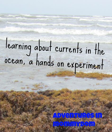 learning about currents in the ocean Ocean Currents Activity, Ocean Currents Experiment, Ocean Tides Activity, Ocean Currents, Ocean Animals For Kids, Science Camp, Ocean Science, Unit Studies Homeschool, Ocean Current