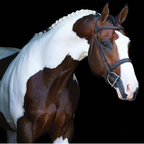 Bird | Nature | Naturelovers (@photographyinmyframe) posted on Instagram • Mar 27, 2021 at 1:08pm UTC Pinto Horses, Cheval Pie, Brown And White Horse, Cai Sălbatici, Rasy Koni, Pinto Horse, Paint Horse, Most Beautiful Horses, Horse Portrait