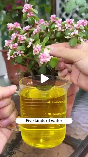 Gardening | Housewife | Farm | No flower fertilizer at home? Homemade watering water to save your plants!  #plant #plantbased #plants #plantlover #plantsofinstagram #pl... | Instagram Homemade Plant Fertilizer, Diy Fertilizer, Water Plants Indoor, Flower Fertilizer, Gardening Plants, Fertilizer For Plants, Plant Information, Different Plants, Plants Flowers