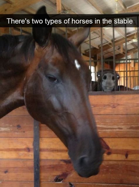 Animal Snap Funny Horse Memes, Funny Animal Fails, Horse Quotes Funny, Funny Horse Pictures, Horse Jokes, Funny Photos Of People, Animal Fails, Animal Humor, Funny Horses