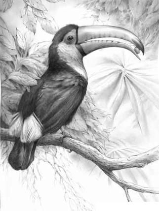 Rainforest Toucan  pencil drawing artist unknown Tropical Rainforest Animals, Drawings Of Animals, Toco Toucan, Vase Ideas, Pencil Drawings Of Flowers, Animals Drawing, Sloth Art, Drawing Realistic, Pencil Drawings Of Animals