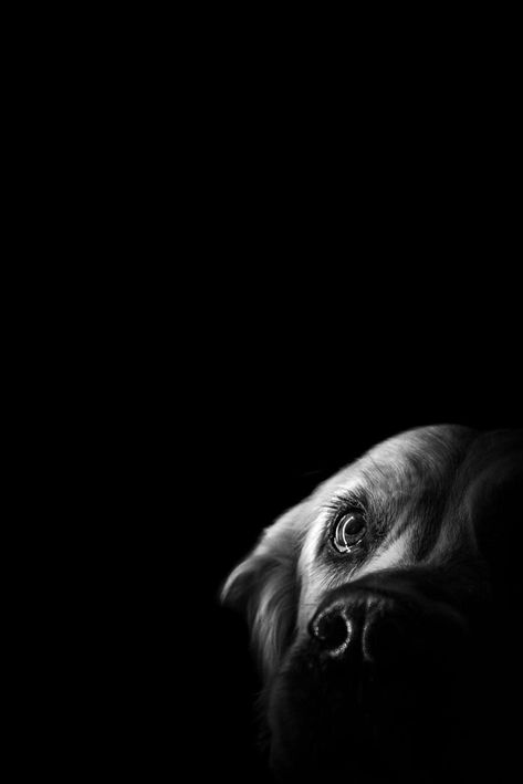 Dog Portraits, Animal Photography, Puppy Love, Puppies, Black And White, Pure Products, Dogs, Photography, White