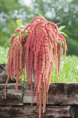 Cut Flower Garden, Sprinklers, Plant Spacing, Organic Seeds, Fresh Cut Flowers, Flower Display, Amaranth, Flowers Garden, Diy Life