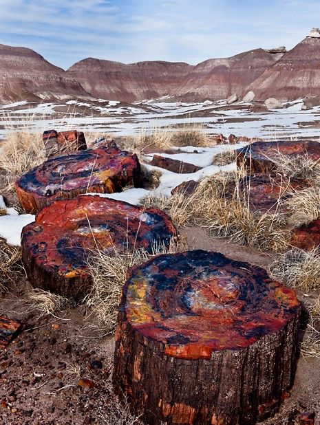 Petrified Wood, Petrified Forest National Park, Arizona Amazing Nature, Petrified Forest National Park, Matka Natura, Tree Stumps, Petrified Forest, Petrified Wood, Science And Nature, Natural Wonders, The Tree