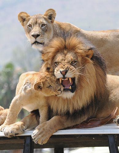 Lion Family 4.19.2008 | Cub giving Dad kitty kisses. Dad was… | Flickr Lion Family, Wildlife Pictures, Airbrush Art, Cheetahs, Large Cats, On The Ground, Animal Planet, Animal Photo, Exotic Pets