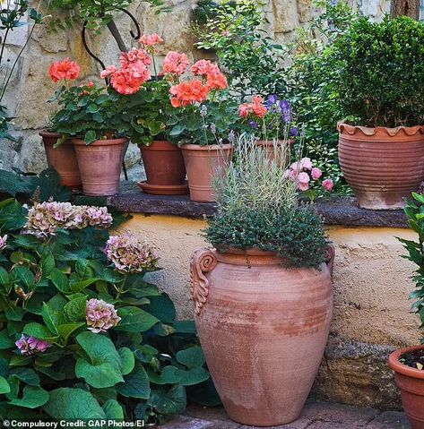 Monty Don has had a long love affair with pots - and here he shares his tips for how to use them | Daily Mail Online Mediterranean Patio Ideas, Christmas In The South, Potted Plants Patio, Monty Don, Spanish Garden, Citrus Plant, Shade Gardens, Patio Garden Design, Bloom Where You Are Planted