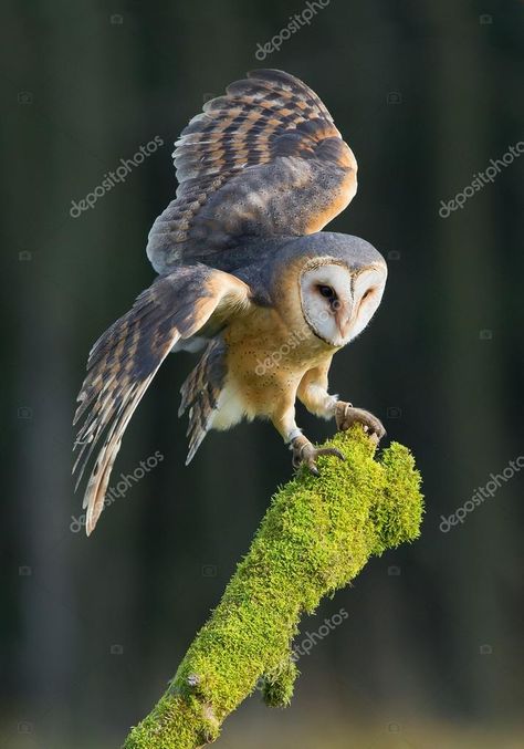 Great Horned Owl Flying, Owl Kitty, Owl Landing, Tattoo Owl, Owl Wings, Barn Owls, Owl Photography, Open Wings, Elephant Pictures