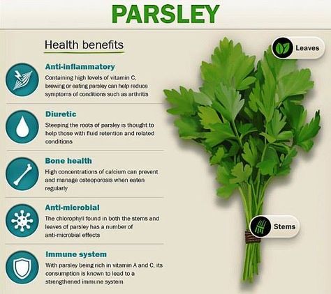 Wash #parsley just before using, it as the leaves are fragile and can be easily damaged! #benefits #health Matcha Maker, Benefits Of Parsley, Parsley Benefits, Medical Herbs, Food Health Benefits, Herbal Healing, Herbs For Health, Healing Food, Healing Herbs