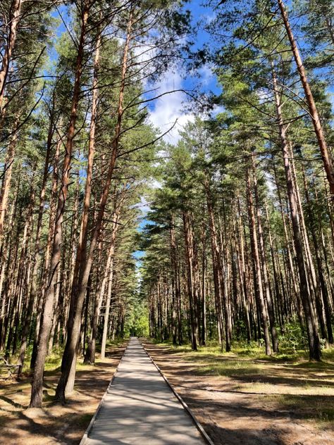 Lithuanian Aesthetic, Lithuania Aesthetic, Identity Project, Summer Forest, Mlp Base, Travel Van, Aesthetic Green, Travel Locations, I Want To Travel