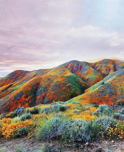 Landscape References, Antelope Valley, California Nature, California Wildflowers, Super Bloom, Lake Elsinore, Colorful Landscape, Abstract Nature, Nature Aesthetic