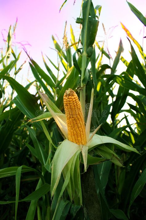 Corn Fields Photography, Corn Field Aesthetic, Corn Field Painting, Corn Farming, Maize Plant, Corn Party, Corn Farm, Farming Land, Shakespeare Garden