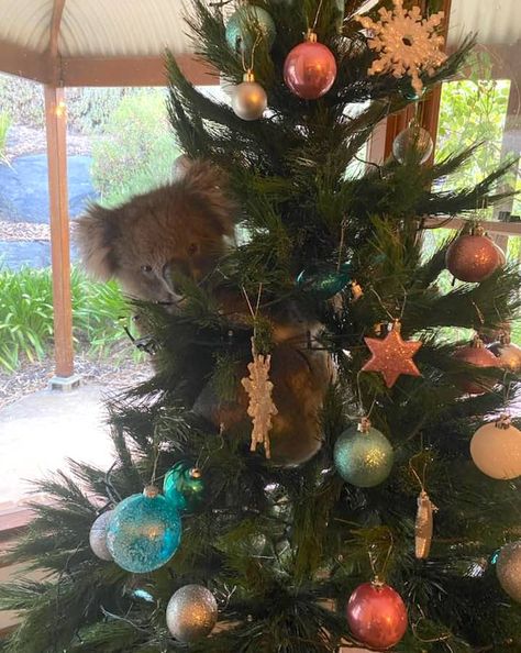 Christmas In Australia, Aussie Christmas, Australian Christmas, Prank Calls, Snowflake Decorations, Days Until Christmas, Christmas Aesthetic, Koala Bear, Christmas Joy