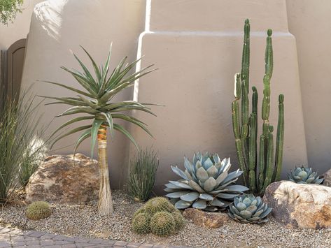 Aloe Vera Landscape Design, Texas Desert Landscaping, Desert Garden Party, Desert Zen Garden, Desert Landscaping Front Yard Arizona Phoenix Garden Ideas, Frontyard Landscape Modern, Desert Patio Ideas, Cactus Landscaping Front Yards, High Desert Landscaping Ideas