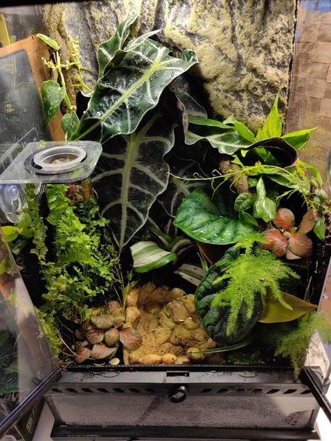 My first bioactive terrarium for my emerald eyed tree frog (Hypsiboas crepitans) Bioactive Vivarium Frog, Red Eye Tree Frog Terrarium, Bioactive Frog Terrarium, Tree Frog Enclosure Ideas, Tomato Frog Terrarium, Pet Frog Habitat Terrariums, Amazon Milk Frog Terrarium, Terrarium Bugs, Pac Man Frog Terrarium